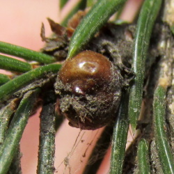 Physokermes hemicryphus